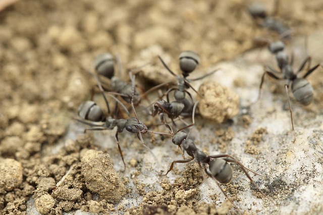 mravenci v hlíně