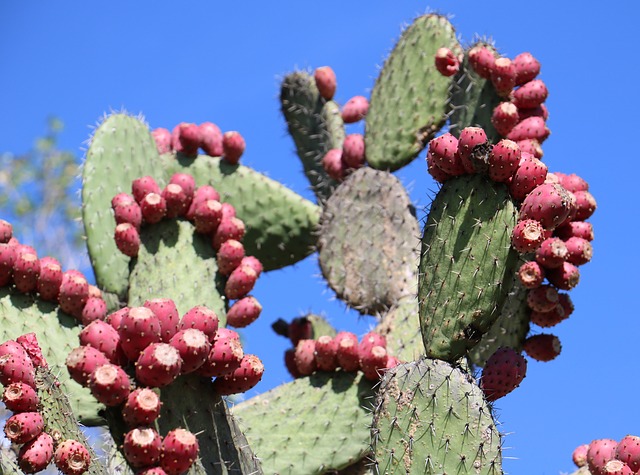 Porost kaktusu-nopálu